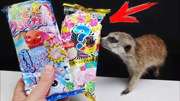 Тимон и Сурикат Тимка делаем Странные Японские Конфеты из Порошка ! NERUNERU ЧТО..?!