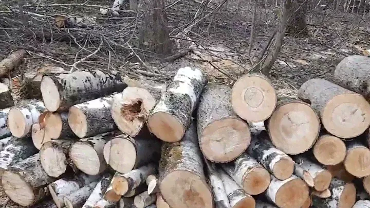 Как получить БЕСПЛАТНЫЙ ЛЕС на отопление дома?