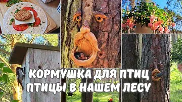Креативная идея для дачного участка.Кормушки для птиц.Птицы в нашем лесу.Завтрак на даче.Дачный блог