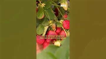 На ферме «Севастопольская клубника» планируют собрать 20 тонн ягод за этот сезон