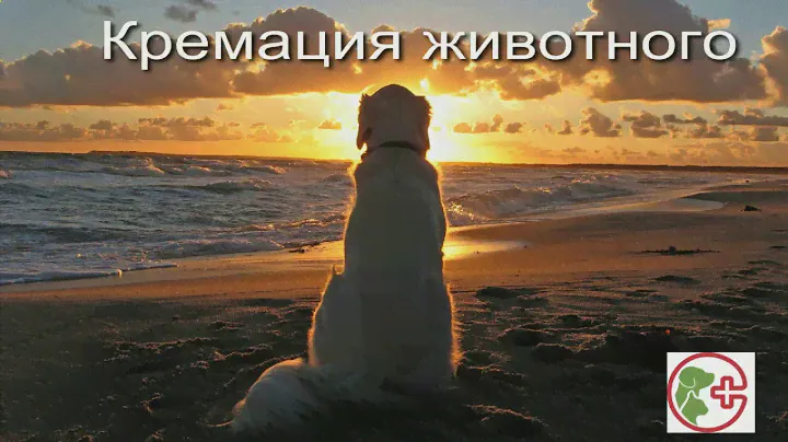 Кремация животных в Москве