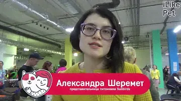 Большой швейцарский зенненхунд   Особенности породы, уход