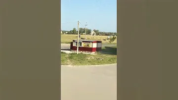 Быки и коровы пугают жителей в Раздольном в Бердске