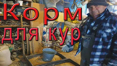 Чем кормить кур? |  Комбикорм для кур несушек.