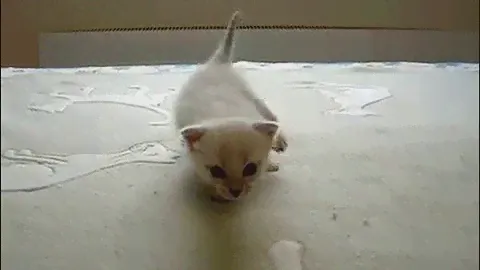 Первые шаги тайского котенка! Смотреть всем! Тайские кошки - это чудо! Funny Cats