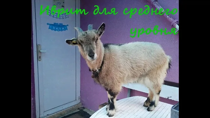 950. Заказ такси на иврите