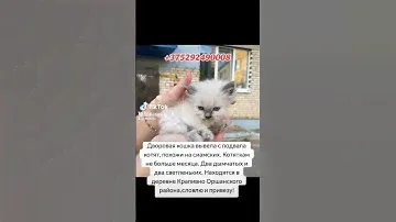 Котята в добрые руки.