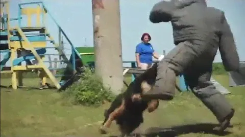 Бернский Зенненхунд Арнольд