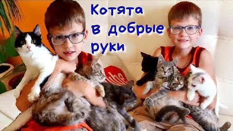 КОТЯТА В ДОБРЫЕ РУКИ.