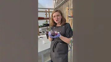 Протравитель семян из аптеки!