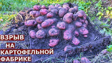 Уникальная раскопка картофеля сорта Уника